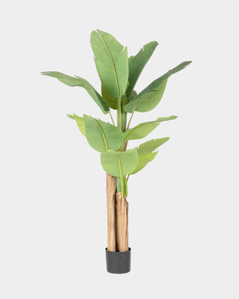 Banana Plant C-Pot 13 Leaves H150 - Bizzotto